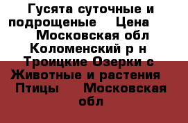 Гусята суточные и подрощеные. › Цена ­ 300 - Московская обл., Коломенский р-н, Троицкие Озерки с. Животные и растения » Птицы   . Московская обл.